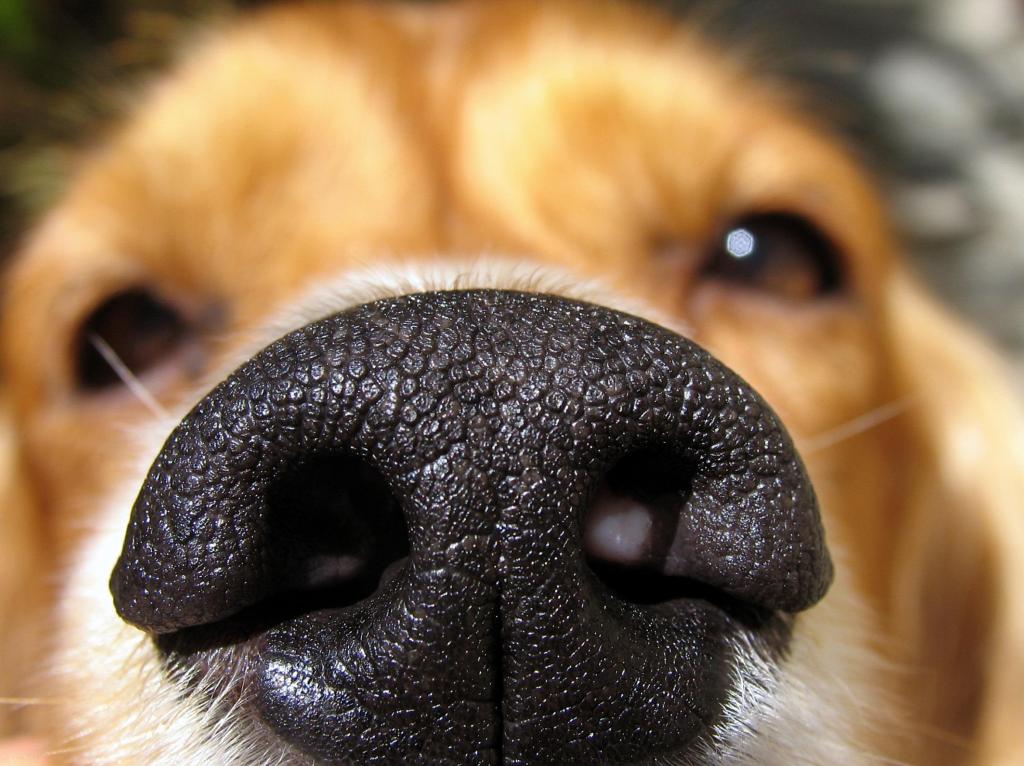 Why Does Your Dog Love to Sniff So&nbsp;Much?