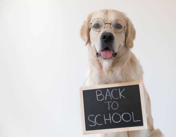 Why Puppy Classes Are Essential for Every Dog&nbsp;Owner?