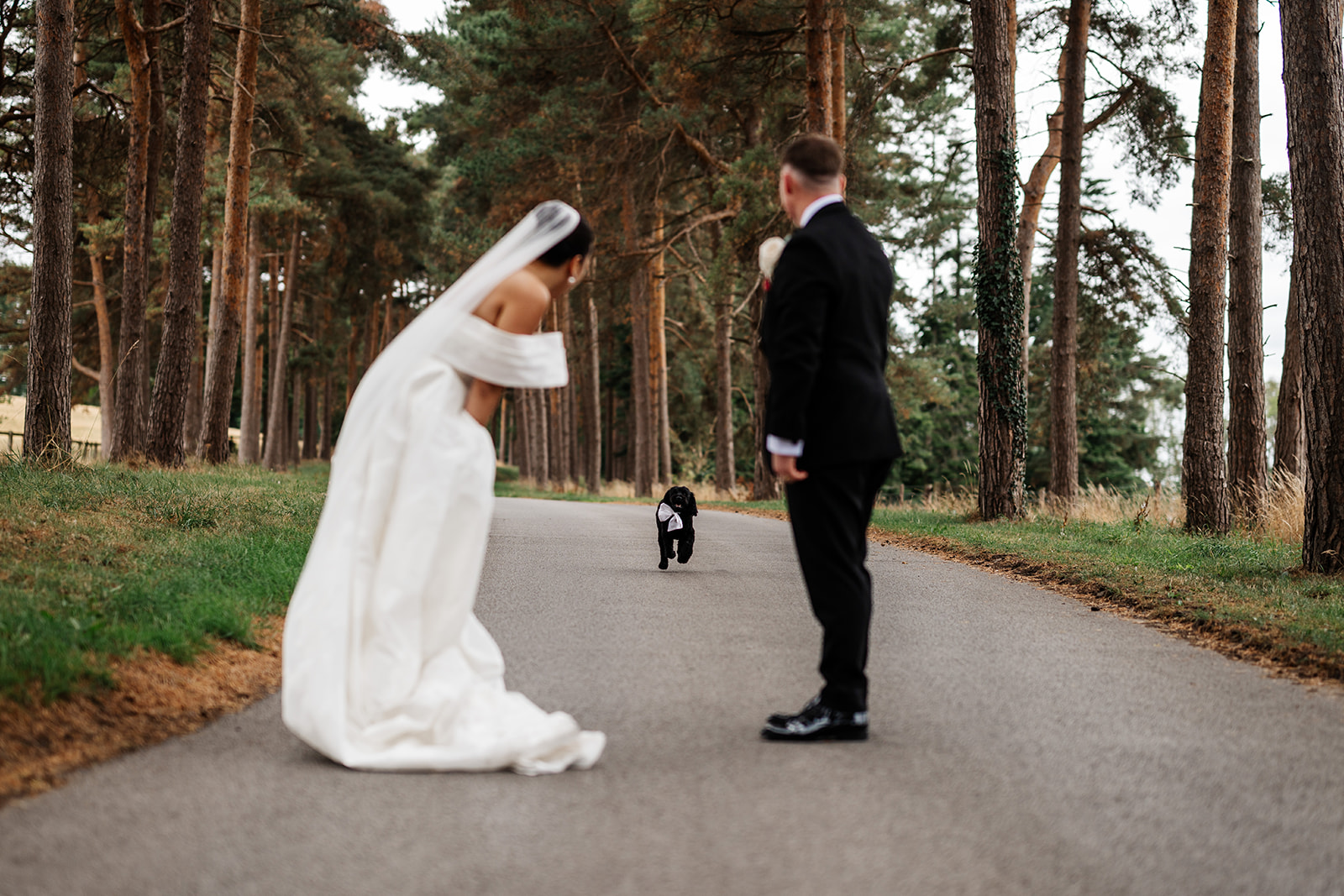 Wedding dog chaperone caring for a dog at a Yorkshire wedding