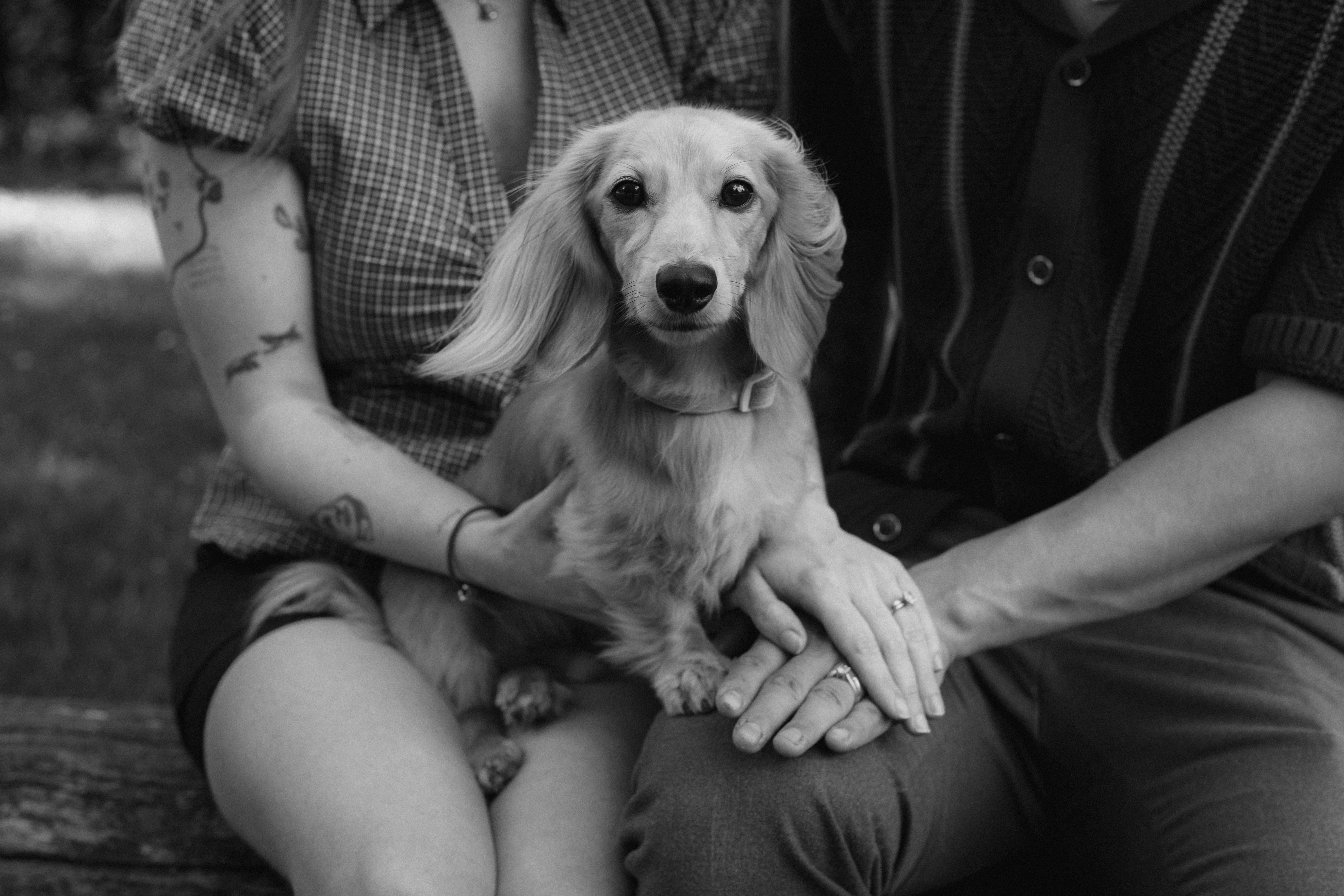 Wedding dog with its owners at a Yorkshire wedding